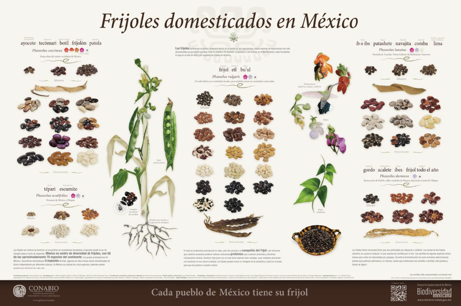 Cartel de Frijoles Domesticados en México